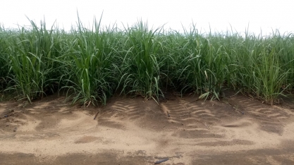 Canavial irrigado por gotejo no Grupo Sada alcança 16º corte com excelente produtividade