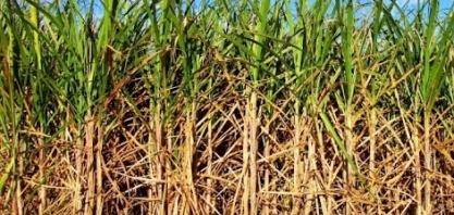 Alagoas alcança 85% do uso de energia através de recursos renováveis