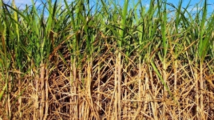 Alagoas alcança 85% do uso de energia através de recursos renováveis