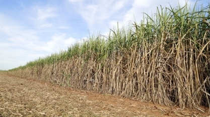 Período chuvoso deve aumentar a proliferação de pragas importantes para a canavicultura