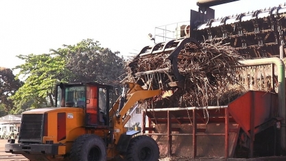 Sindaçúcar-AL: chuvas podem elevar quantidade de cana processada na safra 21/22