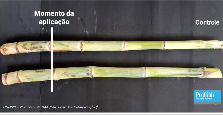  Efeito nítido do alongamento dos entrenós proporcionado pela aplicação de ProGibb. Divulgação Sumitomo Chemical
