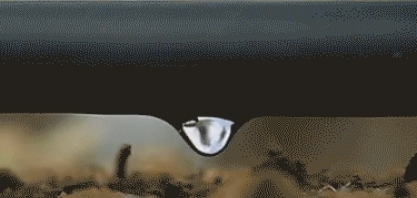 Irrigação por gotejamento subterrâneo é eficiente no controle da broca-gigante (T.Licius) na cana-de-açúcar