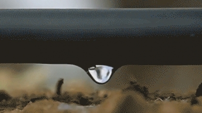 Irrigação por gotejamento subterrâneo é eficiente no controle da broca-gigante (T.Licius) na cana-de-açúcar