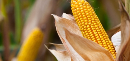 A safrinha sem cigarrinha