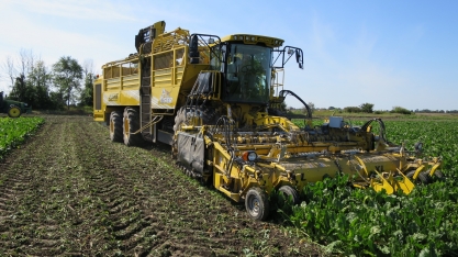 Por que a Suíça mantém uma produção de açúcar pouco rentável