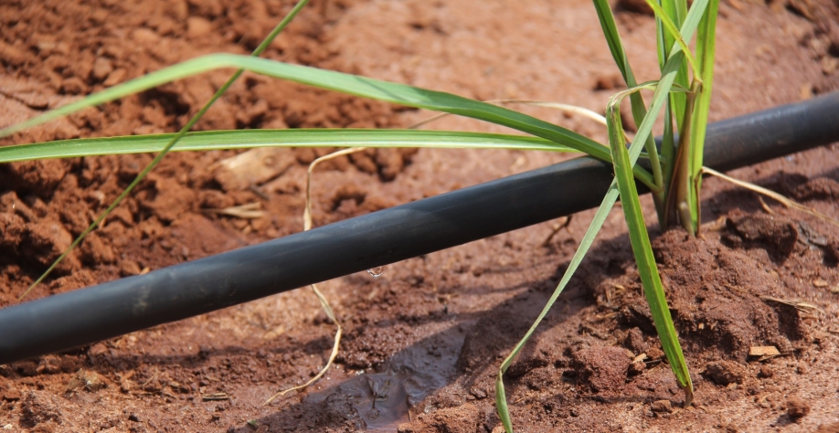 Na foto, malha hidráulica superficial, desenvolvida pela Netafim fornece as quantidades ideais de recursos hídricos à MPB, no momento certo e diretamente na raiz. Foto: Leonardo Ruiz