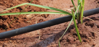 Irrigação por gotejamento turbina a produção de muda pré-brotada