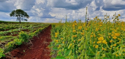 Vamos curtir a foto Plantio direto sobre Crotalária para que ganhe concurso de fotografia