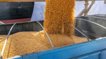 Projeto de lei quer criar imposto de 15% sobre a exportação de milho