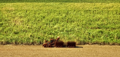 Com safra no fim, última quinzena não registra moagem de cana