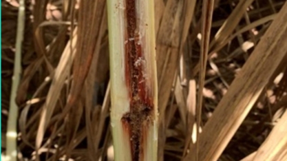 Como a broca-da-cana passou de praga de importância secundária à maior inimiga dos canaviais