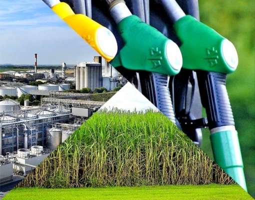 Parcerias internacionais para reduzir o custo do biocombustível de celulose