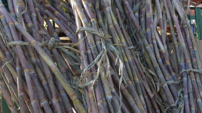 Raízen autoriza acionistas a comprar ações em circulação no mercado – Cosan