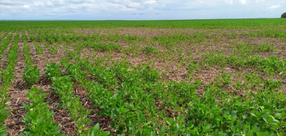 Cascudinho-da-soja tem aparecido muito nas lavouras de soja de Mato Grosso