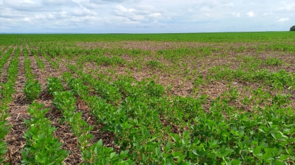 Cascudinho-da-soja tem aparecido muito nas lavouras de soja de Mato Grosso