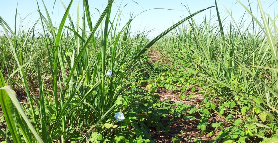 O produtor deve redobrar sua atenção no período chuvoso, pois, segundo trabalhos científicos, as plantas daninhas podem reduzir até 42% da produção