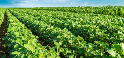 Adubação biológica potencializa o efeito de insumos, se tornando essencial para o manejo agronômico em todo o Brasil