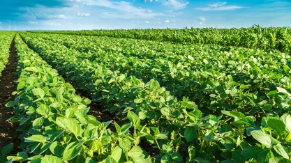 Adubação biológica potencializa o efeito de insumos, se tornando essencial para o manejo agronômico em todo o Brasil