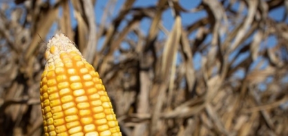 Milho: estiagem reduz em quase 10 mi de toneladas estimativa de produção para 2021/22