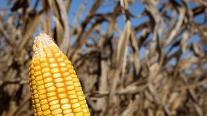 Milho: estiagem reduz em quase 10 mi de toneladas estimativa de produção para 2021/22