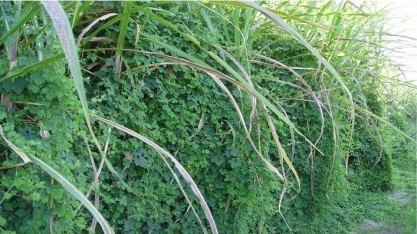 Controle de plantas daninhas é o principal problema fitossanitário dos canaviais