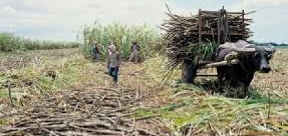 Produção de açúcar aumenta ligeiramente nas Filipinas