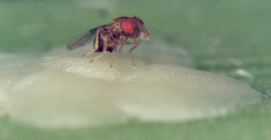 Trichogramma galloi: eficiente no controle da broca-da-cana. Divulgação Global Cana