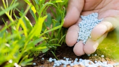 Crise de fertilizante afeta produção agrícola na Europa; preços disparam