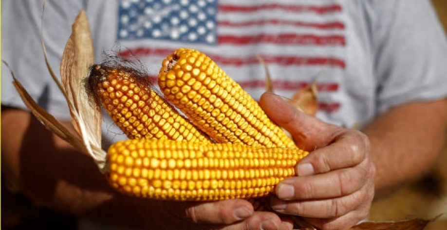 Menos milho está sendo comprado pelas destilarias americanas para produção de etanol