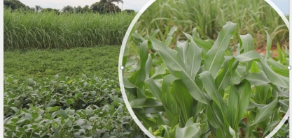 Produtores de cana se especializam no cultivo de grãos e já realizam duas safras por ano