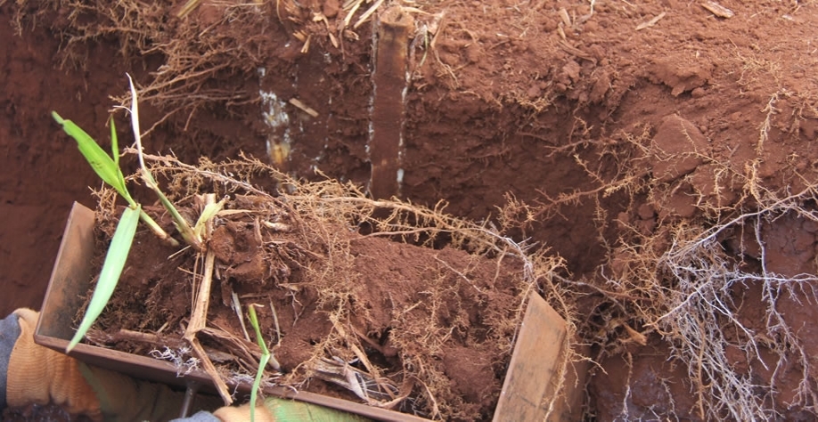 Além de avaliar a produtividade da cana, experimento busca estudar o desenvolvimento do sistema radicular, tanto da cana planta como das socas subsequentes. Foto: Leonardo Ruiz