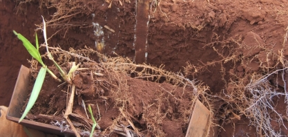 Experimento conduzido pela DMB e AgroQuatro-S sobre plantio mecanizado agora analisará os efeitos na cana-soca