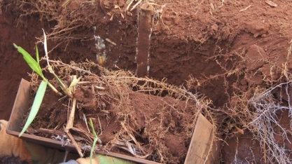 Experimento conduzido pela DMB e AgroQuatro-S sobre plantio mecanizado agora analisará os efeitos na cana-soca