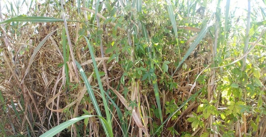 As plantas daninhas evoluem, para controlá-las as tecnologias também precisam evoluir, se não na matocompetição a cana perde