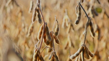 Conexão Conhecimento: UPL realiza treinamento técnico sobre soja