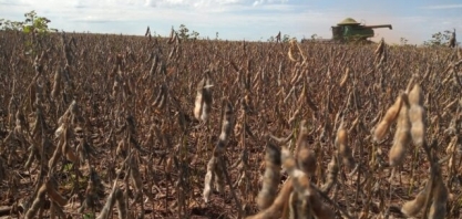 IBGE estima safra de 2022 em 277,1 milhões de toneladas