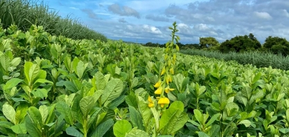 Mudança na nutrição dos canaviais e no uso de diesel geram mais CBios e aumentam a renda do setor