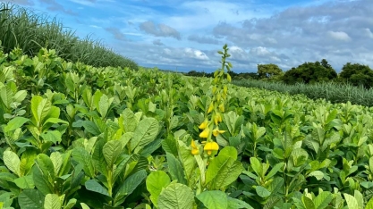 Mudança na nutrição dos canaviais e no uso de diesel geram mais CBios e aumentam a renda do setor
