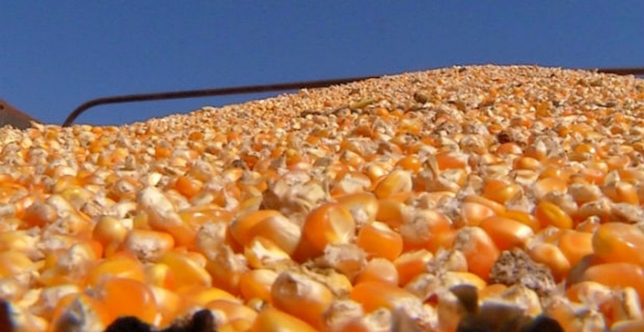 Aumento da saca de milho diminuiu o lucro em cima do etanol. — Foto: Reprodução/TV TEM