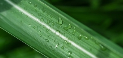 Multinacional israelense Netafim apresenta 3 novos produtos em seu portfólio