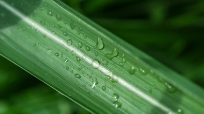 Multinacional israelense Netafim apresenta 3 novos produtos em seu portfólio