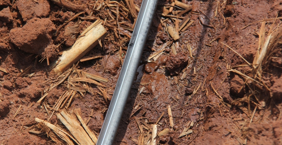 Irrigação por gotejo proporciona melhor uso da água, alta taxa de pegamento, diminuição do tempo de produção