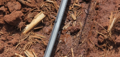 Irrigação por gotejo não só salva a muda pré-brotada, como incrementa seu desenvolvimento