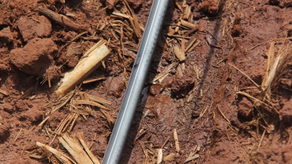 Irrigação por gotejo não só salva a muda pré-brotada, como incrementa seu desenvolvimento