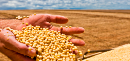 Colheita da soja: confira dicas para evitar perdas na reta final da safra