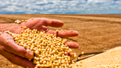 Colheita da soja: confira dicas para evitar perdas na reta final da safra