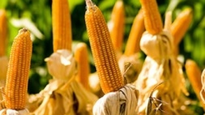 Manejo de Nematoides visando o Sistema de Produção mostra maior ganho de produtividade para o produtor