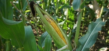 Impulso do etanol: governo central se concentra em projetos de etanol à base de grãos