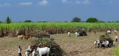 Açúcar/Índia: produção cresce 4,34% até 31 de dezembro, para 11,555 milhões de t